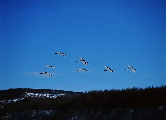 포토 JPG 주간 동물 척추동물 야생동물 겨울 조류 하늘 사람없음 야외 파란색 학 국내포토 자연요소 계절 컬러 파일형식