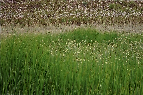 포토 JPG 주간 식물 갈대 사람없음 야외 초록색 풀 갈대밭 입추 국내포토 자연요소 컬러 절기 파일형식 갈대_식물