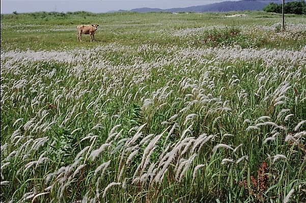 포토 JPG 주간 식물 동물 한마리 자연 갈대 풍경 사람없음 야외 풀 소 갈대밭 국내포토 자연요소 1 포유류 생태계 파일형식 갈대_식물