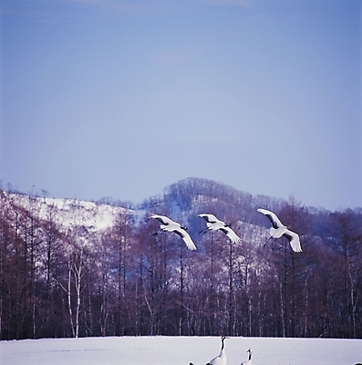 포토 JPG 주간 나무 동물 척추동물 사계절 계절 겨울 여러마리 자연 조류 사람없음 야외 파란색 학 눈 국내포토 자연요소 식물 컬러 다수 날씨 생태계 파일형식