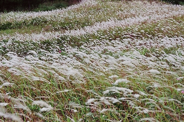 포토 JPG 주간 식물 자연 갈대 풍경 초원 사람없음 야외 풀 갈대밭 국내포토 자연요소 생태계 파일형식 갈대_식물