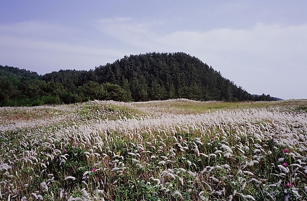 포토 JPG 주간 식물 사계절 계절 자연 산 갈대 풍경 초원 사람없음 야외 가을 갈대밭 국내포토 자연요소 생태계 파일형식 갈대_식물