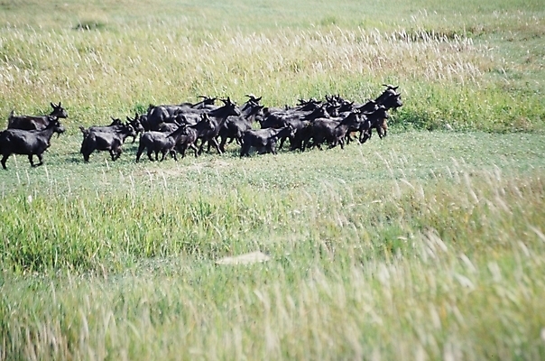 포토 JPG 주간 동물 척추동물 육지동물 여러마리 포유류 염소 사람없음 야외 가축 흑염소 국내포토 자연요소 다수 파일형식