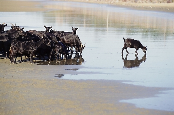포토 JPG 주간 동물 척추동물 육지동물 여러마리 포유류 염소 사람없음 야외 가축 흑염소 국내포토 자연요소 다수 파일형식