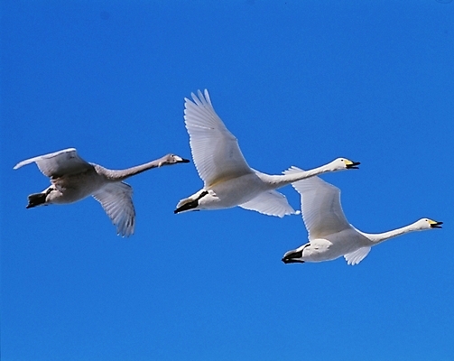 포토 JPG 주간 동물 척추동물 야생동물 조류 하늘 세마리 사람없음 야외 파란색 학 백조 국내포토 자연요소 컬러 3 파일형식