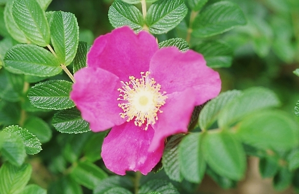 포토 JPG 주간 식물 꽃 분홍색 한송이 봄꽃 자연 나뭇잎 사람없음 야외 해당화 국내포토 자연요소 1 컬러 잎 봄 생태계 송이 파일형식