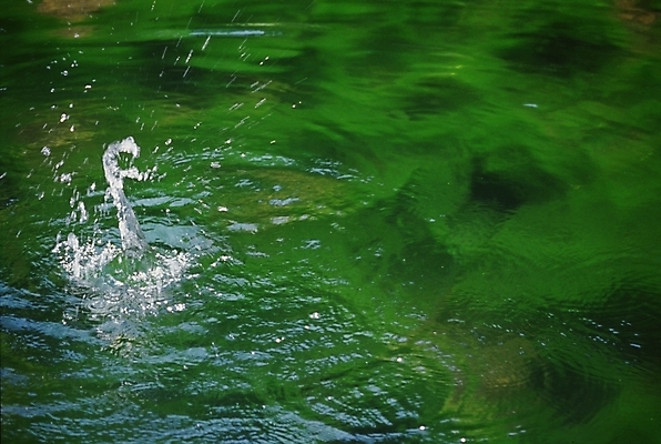 포토 JPG 주간 자연 풍경 근접촬영 사람없음 야외 초록색 물 물방울 국내포토 자연요소 뷰포인트 컬러 생태계 파일형식