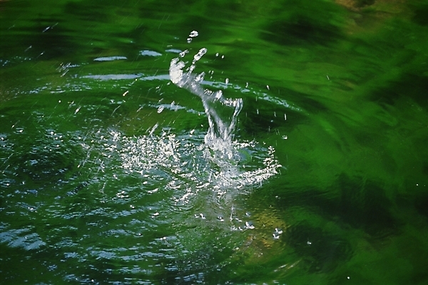 포토 JPG 주간 자연 풍경 근접촬영 사람없음 야외 초록색 물 물방울 국내포토 자연요소 뷰포인트 컬러 생태계 파일형식