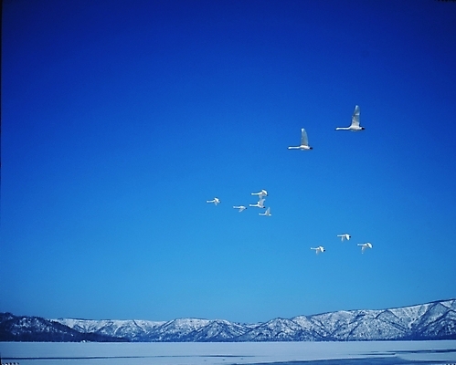 포토 JPG 주간 동물 사계절 계절 겨울 자연 조류 하늘 풍경 사람없음 야외 파란색 눈 백조 국내포토 자연요소 컬러 날씨 생태계 파일형식