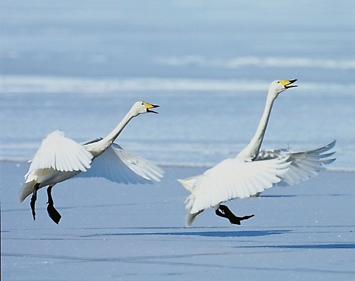 포토 JPG 주간 동물 척추동물 사계절 계절 두마리 겨울 자연 조류 사람없음 야외 흰색 백조 국내포토 자연요소 컬러 2 생태계 파일형식