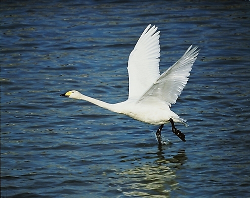 포토 JPG 주간 동물 척추동물 한마리 야생동물 조류 사람없음 야외 강 백조 국내포토 자연요소 1 파일형식