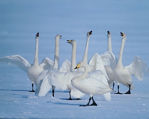 포토 JPG 주간 동물 척추동물 사계절 계절 겨울 자연 조류 사람없음 야외 흰색 눈 백조 국내포토 자연요소 컬러 날씨 생태계 파일형식