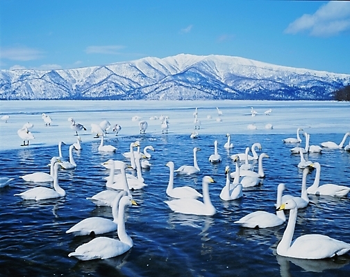 포토 JPG 주간 동물 척추동물 사계절 계절 설경 겨울 자연 조류 풍경 사람없음 야외 강 백조 국내포토 자연요소 생태계 파일형식