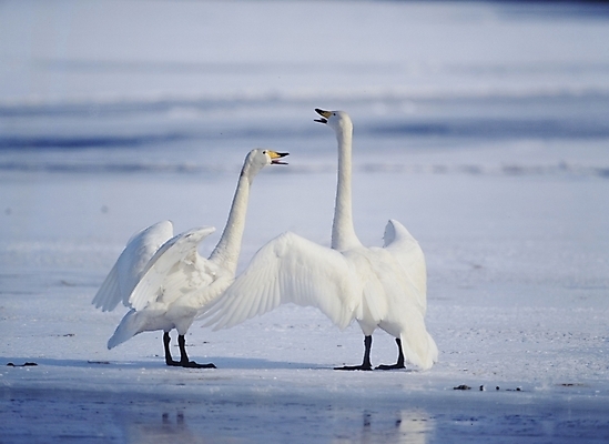 포토 JPG 주간 동물 척추동물 사계절 계절 두마리 겨울 자연 조류 사람없음 야외 흰색 백조 국내포토 자연요소 컬러 2 생태계 파일형식