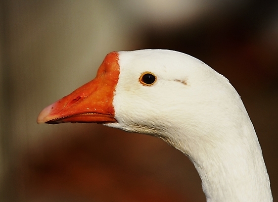 포토 JPG 주간 동물 척추동물 야생동물 조류 근접촬영 사람없음 야외 흰색 부리 거위 국내포토 자연요소 뷰포인트 컬러 파일형식