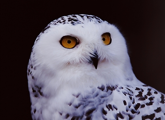 포토 JPG 주간 동물 척추동물 한마리 야생동물 조류 근접촬영 사람없음 야외 올빼미 국내포토 자연요소 1 뷰포인트 파일형식