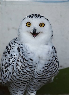 포토 JPG 주간 동물 척추동물 한마리 야생동물 조류 근접촬영 사람없음 야외 올빼미 국내포토 자연요소 1 뷰포인트 파일형식