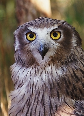 포토 JPG 주간 동물 척추동물 한마리 야생동물 조류 근접촬영 사람없음 야외 올빼미 국내포토 자연요소 1 뷰포인트 파일형식