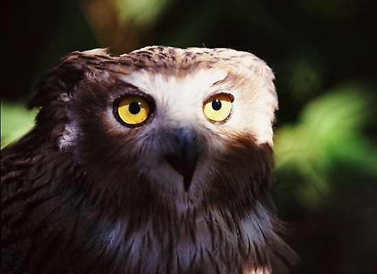 포토 JPG 주간 동물 척추동물 한마리 야생동물 조류 근접촬영 사람없음 야외 올빼미 국내포토 자연요소 1 뷰포인트 파일형식