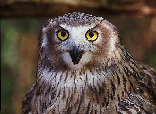 포토 JPG 주간 동물 척추동물 한마리 야생동물 조류 근접촬영 사람없음 야외 흰색 올빼미 국내포토 자연요소 1 뷰포인트 컬러 파일형식