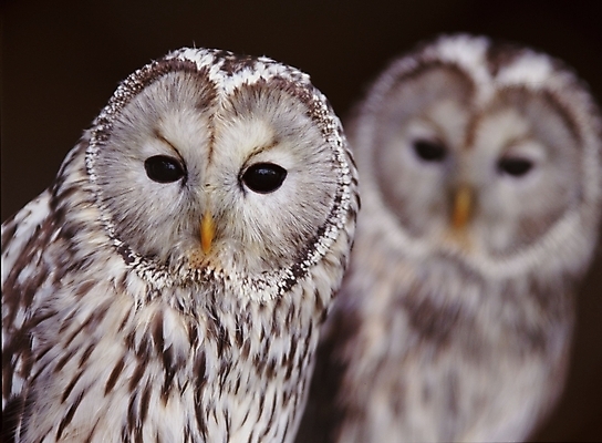 포토 JPG 주간 동물 척추동물 야생동물 두마리 조류 근접촬영 사람없음 야외 올빼미 국내포토 자연요소 뷰포인트 2 파일형식