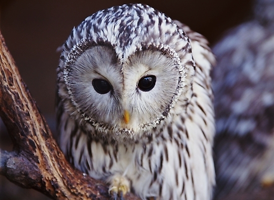 포토 JPG 주간 동물 척추동물 한마리 야생동물 조류 근접촬영 사람없음 야외 흰색 올빼미 국내포토 자연요소 1 뷰포인트 컬러 파일형식