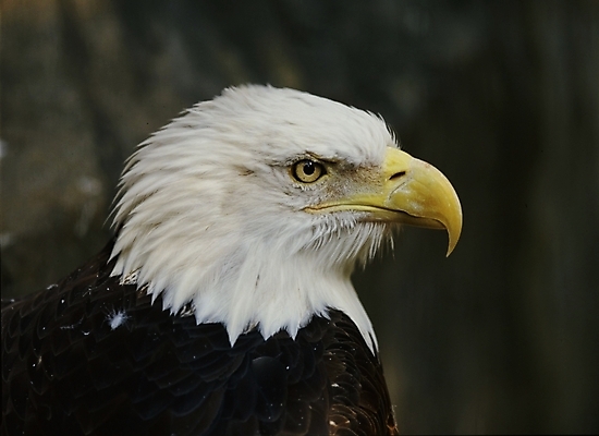 포토 JPG 주간 동물 척추동물 한마리 야생동물 조류 근접촬영 사람없음 야외 흰색 독수리 국내포토 자연요소 1 뷰포인트 컬러 파일형식
