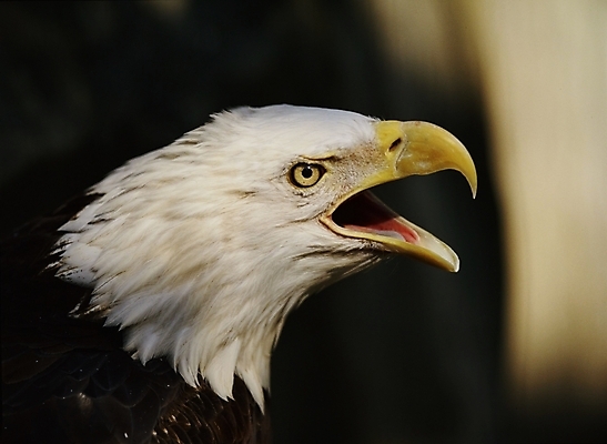 포토 JPG 주간 동물 척추동물 한마리 야생동물 조류 근접촬영 사람없음 야외 흰색 부리 독수리 국내포토 자연요소 1 뷰포인트 컬러 파일형식