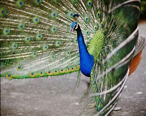 포토 JPG 주간 동물 한마리 조류 근접촬영 사람없음 야외 파란색 공작 국내포토 자연요소 1 뷰포인트 컬러 파일형식