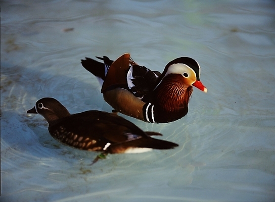 포토 JPG 주간 두마리 조류 야외 갈색 원앙 물새 청둥오리 국내포토 자연요소 동물 컬러 2 오리 파일형식