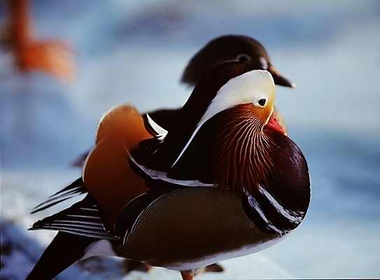 포토 JPG 주간 한마리 두마리 조류 사람없음 야외 갈색 원앙 국내포토 자연요소 동물 1 컬러 2 파일형식