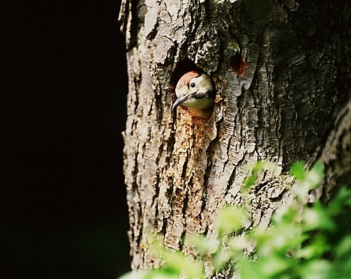 포토 JPG 나무 동물 척추동물 야생동물 조류 사람없음 둥지 국내포토 식물 파일형식
