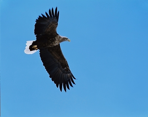 포토 JPG 동물 척추동물 한마리 야생동물 조류 하늘 사람없음 독수리 국내포토 1 파일형식
