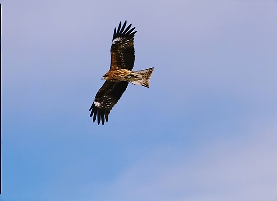 포토 JPG 동물 척추동물 한마리 야생동물 조류 하늘 사람없음 독수리 국내포토 1 파일형식