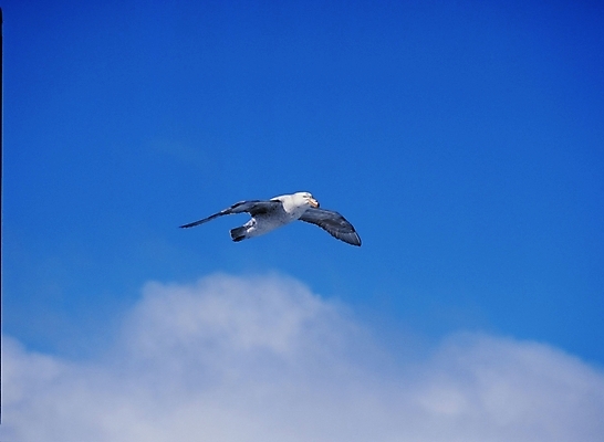 포토 JPG 동물 척추동물 한마리 야생동물 갈매기 조류 하늘 사람없음 국내포토 1 파일형식