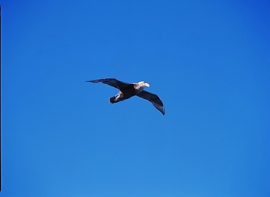 포토 JPG 동물 척추동물 한마리 야생동물 갈매기 조류 하늘 사람없음 국내포토 1 파일형식