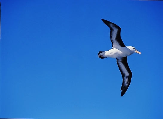 포토 JPG 동물 척추동물 한마리 야생동물 갈매기 조류 하늘 사람없음 국내포토 1 파일형식