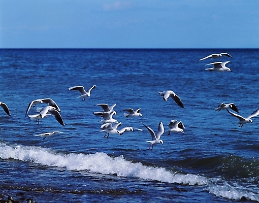 포토 JPG 동물 척추동물 야생동물 파도 바다 여러마리 갈매기 조류 사람없음 국내포토 다수 파일형식