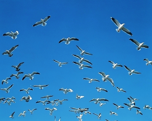 포토 JPG 동물 척추동물 야생동물 갈매기 조류 하늘 사람없음 국내포토 파일형식