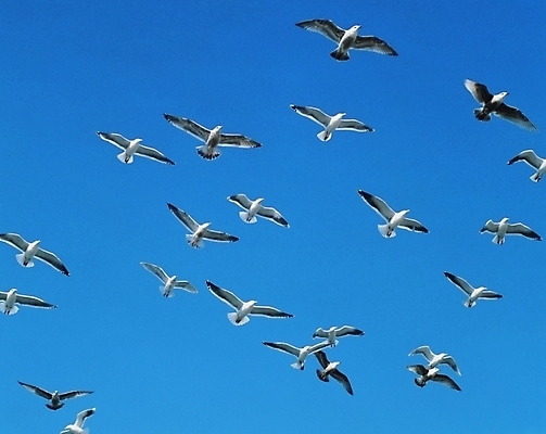 포토 JPG 동물 척추동물 야생동물 갈매기 조류 하늘 사람없음 국내포토 파일형식