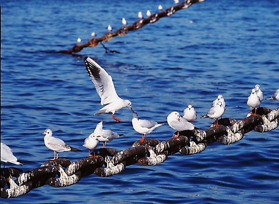 포토 JPG 동물 척추동물 야생동물 바다 갈매기 조류 사람없음 쇠사슬 국내포토 파일형식