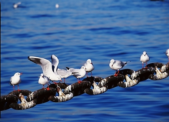 포토 JPG 동물 척추동물 야생동물 바다 갈매기 조류 사람없음 쇠사슬 국내포토 파일형식