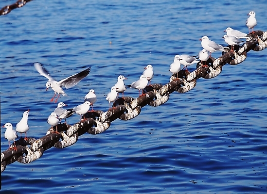 포토 JPG 동물 척추동물 야생동물 바다 갈매기 조류 사람없음 쇠사슬 국내포토 파일형식