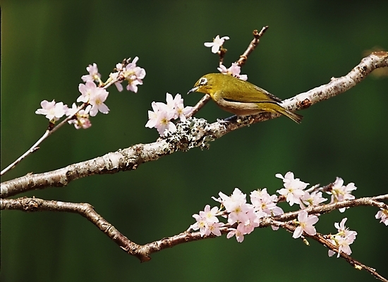 포토 JPG 동물 척추동물 한마리 꽃 야생동물 조류 꽃나무 사람없음 참새 국내포토 나무 식물 1 파일형식