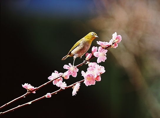 포토 JPG 동물 척추동물 한마리 꽃 야생동물 조류 꽃나무 사람없음 봄 참새 국내포토 나무 식물 1 계절 파일형식