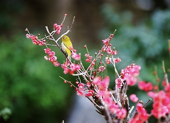 포토 JPG 동물 척추동물 한마리 꽃 야생동물 조류 꽃나무 사람없음 봄 참새 국내포토 나무 식물 1 계절 파일형식