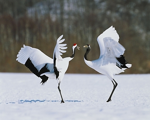 포토 JPG 동물 척추동물 사계절 계절 두마리 겨울 자연 조류 사람없음 학 눈 국내포토 자연요소 2 날씨 생태계 파일형식