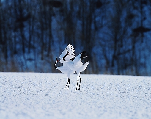포토 JPG 동물 척추동물 사계절 계절 두마리 겨울 자연 조류 사람없음 학 눈 숲 국내포토 자연요소 2 날씨 생태계 파일형식