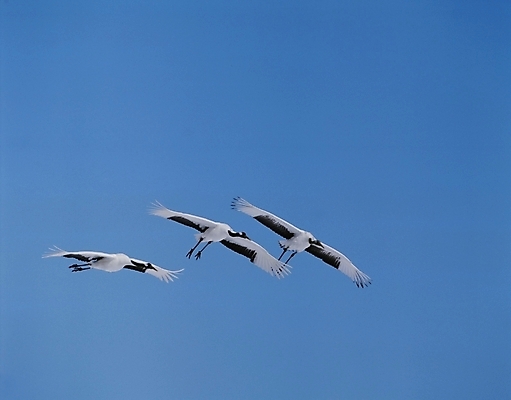 포토 JPG 동물 척추동물 야생동물 조류 하늘 세마리 사람없음 학 국내포토 3 파일형식