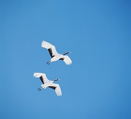 포토 JPG 동물 척추동물 야생동물 두마리 조류 하늘 사람없음 학 국내포토 2 파일형식